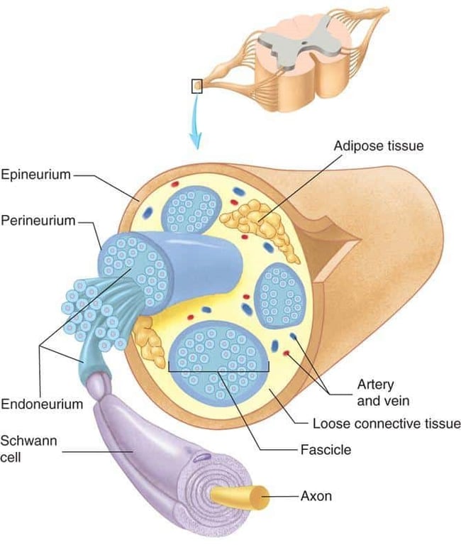 Epineurium Perineurium Endoneurium Schwann Adipose tissue Artery and vein Loose connective tissue Fascicle Axon 