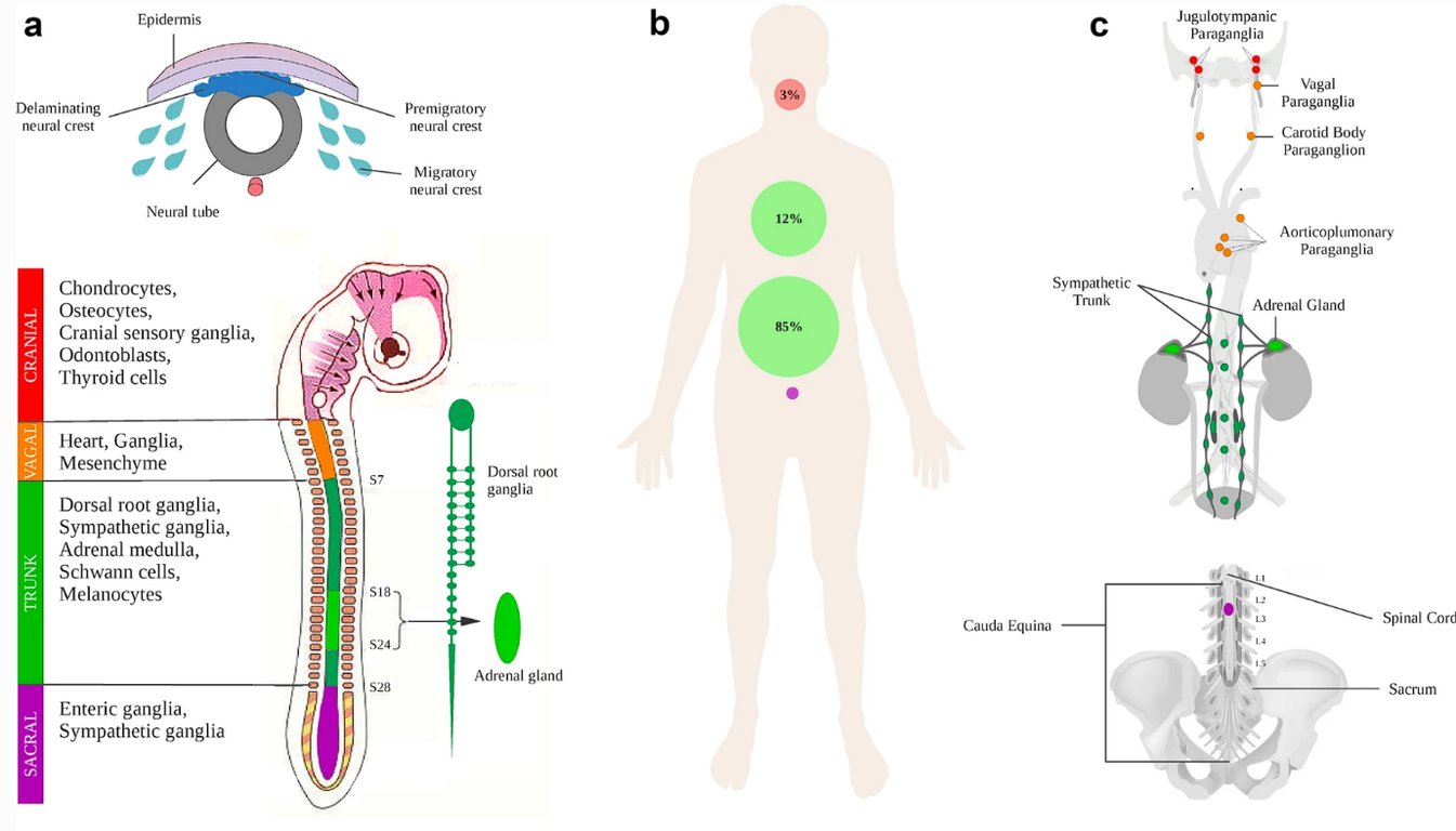 a Delaminating neural crest Epidermis Neural tube b Chondrocytes, Osteocytes, Cranial sensory ganglia, Odontoblasts, Thyroid cells Heart, Ganglia, Mesenchyme Dorsal root ganglia, Sympathetic ganglia, Adrenal medulla, Schwann cells, Melanocytes Enteric ganglia, Sympathetic ganglia Premigratory neural crest Migratory neural crest Dorsal root ganglia Adrenal gland c Sympathetic Trunk Cauda Equine S24 Jugulotympanic paraga nglia Paraganglia Carotid Body Para ganglion Aorticoplumonary Paraganglia Adrenal Gland Spinal Sacrum 