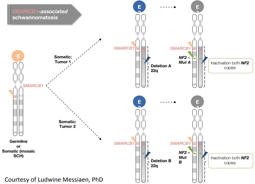 A diagram of a cancer cell AI-generated content may be incorrect.