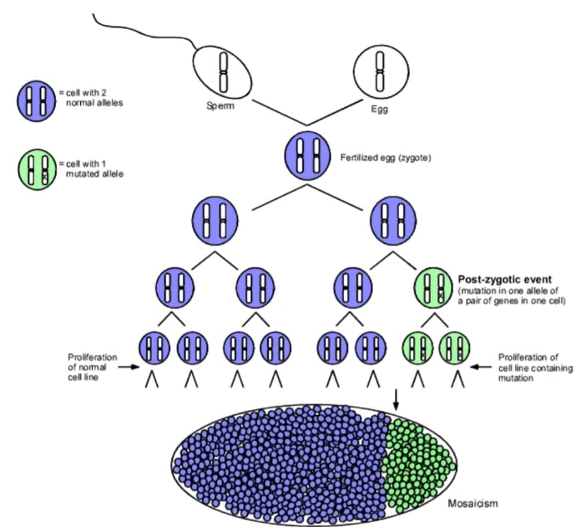 сеи том О FeR'ted (zypte) О 0000 P0st.zygotic (пшхюп т О' оо оо оо оо of гит' 