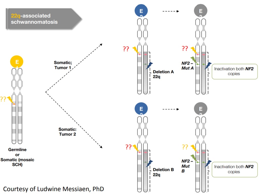 22q-associated schwannomatosis Tumor 1 , Tumor 2 Germline Somatic (mosaic SCH) Courtesy of Ludwine Messiaen, PhD Deletion A Deletion B Mut A NF2- Mut Inactivation both Inactivation both 