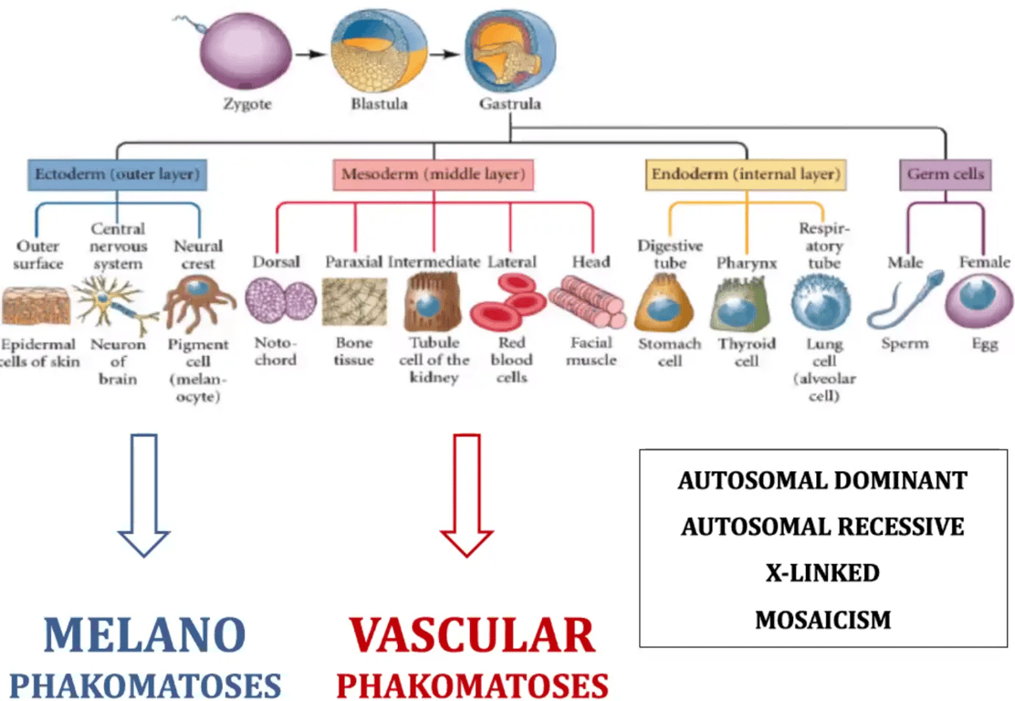Zygote -toderrn (outer Layer) Central Outer nervous Neural Blastula Mesoderm (middle layer) Endoderm (internal layer) Digestive Germ cells crest Dorsal Paraxial Intermediate Lateral Head tube Pharynx tube surface system Epidermal Neuron Pigment Noto- chord -ells of skin of cell brain (melan ocyte ) MELANO PHAKOMATOSES Bone Tubule Red Facial Stomach Thyroid Lung Sperm Egg tissue cell of the blood muscle cell kidney cells VASCULAR PHAKOMATOSES ( alveolar cell) AUTOSOMAL DOMINANT AUTOSOMAL RECESSIVE X-LINKED MOSAICISM Sarnat H J Child Neurol 2005 