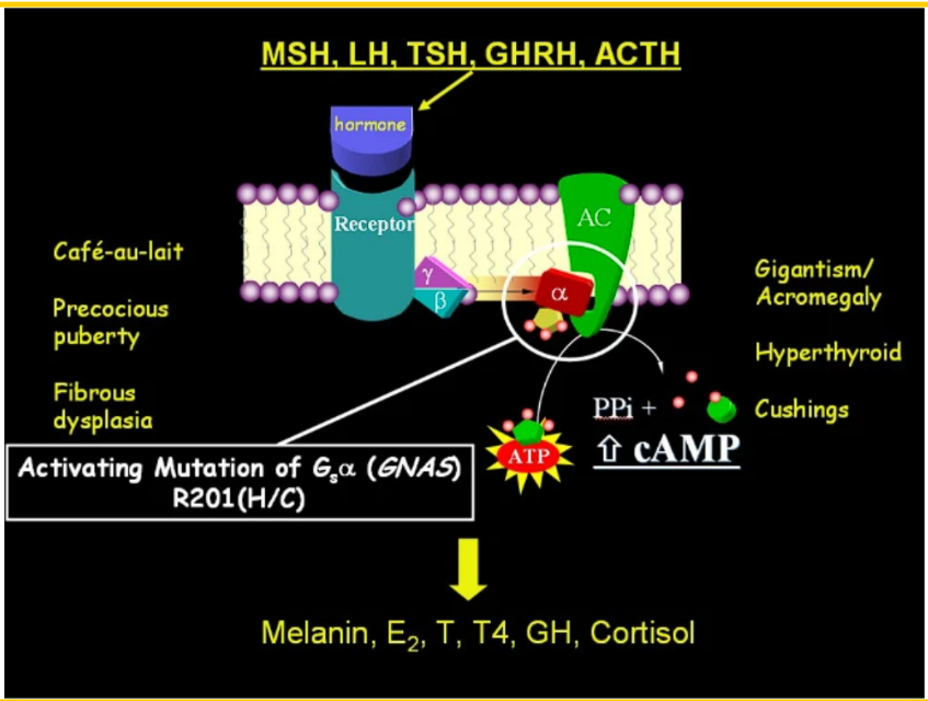 A diagram of a cell membrane AI-generated content may be incorrect.