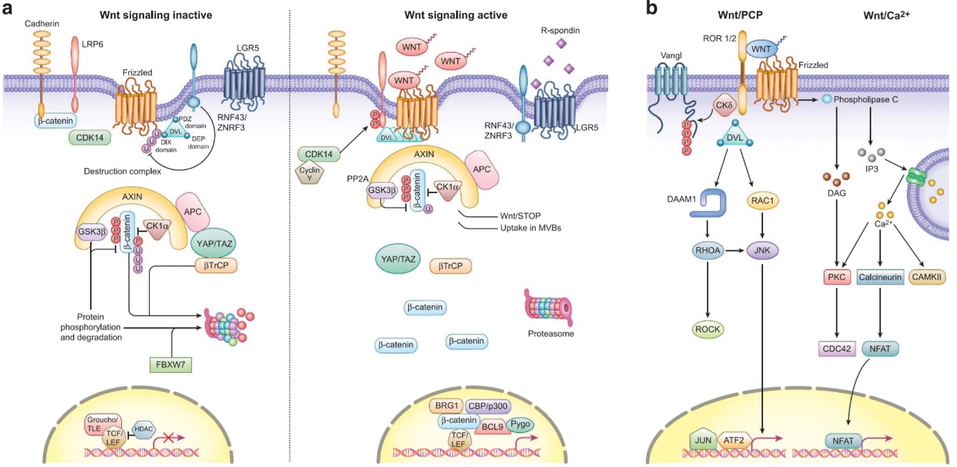 a Wnt signaling inactive Wnt signaling active WNT WNT RNF43/ R-spondin Vangl Wnt/PCP ROR 1/2 WN CKö VL Wnt/Ca2+ Cadherin LRP6 Frizzled CDK14 Destruction complex LGR5 RNF43/ ZNRF3 domain APC GR5 CDK14 yclin pp2A SK3 AXIN Kl AXIN É Kl Frizzled C) Phospholipase C IP3 DAG o NEAT o o o oo ZNRF3 APC WnUSTOP Uptake in MVBs Proteasome DAAMI ROCK JUN RACI GSK3 Protein phosphorylation and degradation YAP/T ßTrcp YAP/TAZ ßTrcp ß-catenin FBXW7 Groucho/ TCF 1 BRGI CBP/p300 Il-catenin BCL9 go 1 ATF2 