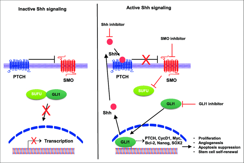 Hedgehog signaling pathway. Inactivated signaling (left) occurs in the... | Download Scientific Diagram