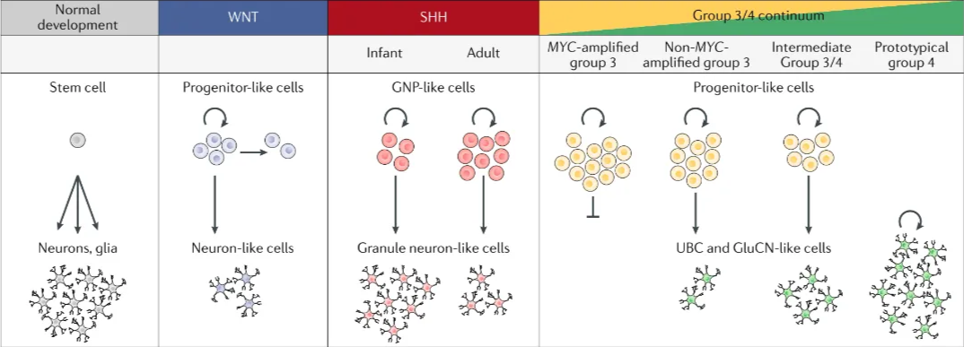 Normal development Stem cell o Neurons, glia WNT Progenitor-like cells Neuron-like cells SHH Infant Adult Group-3/4.co MYC-amplified Non-MYC- Intermediate Group 3/4 group 3 amplified group 3 Progenitor-like cells Prototypical group 4 GNP-like cells Granule neuron-like cells o o o oo UBC and GluCN-like cells Fig. 4 | MB subgroup cellular hierarchies deduced from single-cell RNA sequencing. Illustration of malignant cell types inferred in medulloblastoma (MB) subgroups121•122. WNT MB comprises undifferentiated progenitor-like populations and more differentiated neuron-like cells. The undifferentiated, cycling cells in Sonic hedgehog (SHH) MB resemble granule neuron progenitor (GNP) cells, whereas differentiated cells resemble granule neurons. The frequency of these cell popu- lations varies with age-associated subtypes, with more differentiated cells in infant patients and more GNP-like cells in adults. Group 3 and Group 4 MBs comprise undifferentiated progenitor-like cells and more differentiated types of neurons that share expression of marker genes with glutamatergic cerebellar nuclei (GluCN) and unipolar brush cells (UBCs). A continuum of frequencies of these cell types is observed, with Group 3 tumours being fully or mostly undifferentiated, Group 4 tumours being predominantly differentiated and some intermediate tumours being located in between. These transcriptional states are superimposed on genetic alterations that are associated with molecular subtypes. 