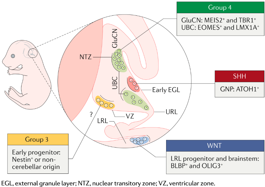 NTZ C) 00 O 00 LRL Early EGL o o URL vz Group 4 GluCN: MEIST and TBRI+ UBC: EOMES+ and LMXIA+ SHI-I GNP. ATOHI+ WNT Group 3 Early progenitor Nestin* or non- cerebellar origin LRL progenitor and brainstem: BLBP+ and OLIG3+ EGL, external granule layer; NT Z, nuclear transitory zone; VZ, ventricular zone. 