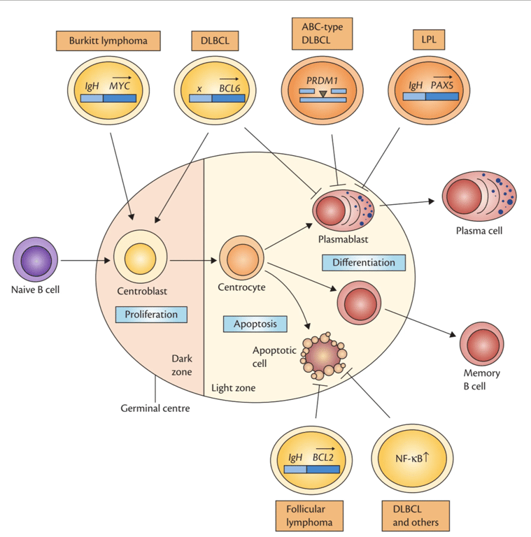 Normal B-cell development (Klein and Dalla-Favera, 2008). 