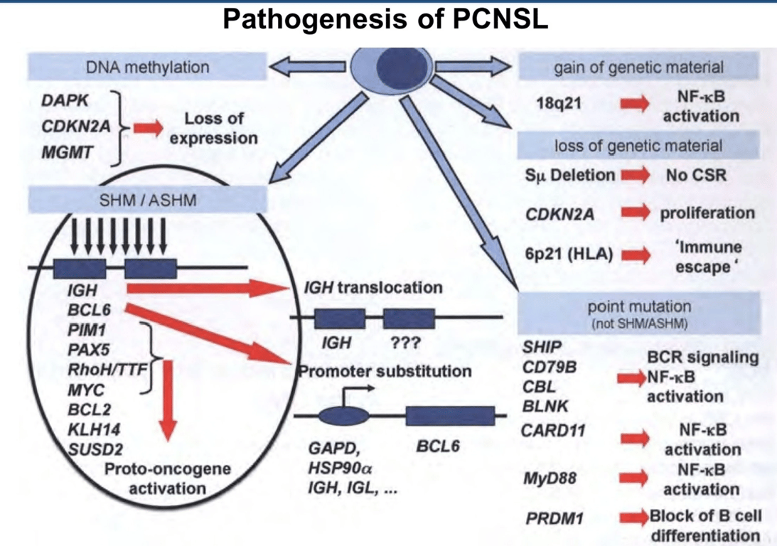 Pathogenesis of primary CNS lymphoma (PCNSL). Alterations of specific pathways contribute to the lymphomagenesis of PCNSL. ASHM, aberrant somatic hypermutation; BCR, B-cell receptor; CSR, class-switch recombination; SHM, somatic hypermutation.