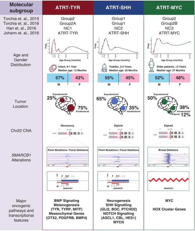 Molecular subgroup Torchia et. al., 2015 Torchia et. al., 2016 Han et. al., 2016 Johann et. al., 2016 Age and Gender Distribution Tumor Location ChQ2 CNA SMARCBI Alterations Major oncogenic pathways and transcriptional features ATRT-TYR Group2 Group2A hiC1 ATRT-TYR Age Gro.. Infant, 0-1 Year 12 Months 57% 43% 25% 75% Point Mutations / Focal Deleti BMP Signaling Melanogenesis (TYR, TYRP, MITF) Mesenchymal Genes (OTX2, PDGFRB, BMP4) ATRT-SHH Groupl Groupl hiC2 ATRT-SHH Age Todd% 2-5 Years Median age: 20 Months ATRT-MYC Group2 Group2B hiC3 ATRT-MYC Age ("00th.) Older patients, Years Median . 27 Months 55% 65% Di plOid 45% 35% 52% 50% 48% 38% spina Mutations / Focal Neurogenesis SHH Signalling (GL12, BOC, PTCHD2) NOTCH Signalling (ASCLI, CBL, HESI) MYCN Diploid Broad Deletio ns MYC HOX Cluster Genes 