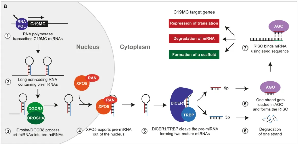 RNA C19MC POL R NA polyrnerase transcribes C 19MC miRNAs Long non-coding RNA containing pri-miRNAs DGCR8 DROSHA Drosha/DGCR8 process pri-rniRNAs into pre-miRNAs Nucleus XP05 Cytoplasm 4 RAN P05 exports pre-rniRNA out of the nucleus C19MC target genes Repression Of translation Degradation Of mRNA Formation Of a scaffold TTTTTT- DICER TRBP TTTTTTTT— 3p DICER IfTRBP cleave the pre-mRNA forming two mature miRNAs 5p dominant miRNAs 3p inant miRNAs DICER : TRBP DICER TRBP Wildtype DICERI 3p TTTTTT— ITTlTT•rr 3p AGO AGO DICE-RI RNASE-III mutations DICER TRBP 3p TTTTT•r DICER TRBP 3p AGO miRNAs are processed normally Abundance of 5p mature miRNAs is reduced U.U.UU.U.U.UU.UII.U @ RISC binds mRNA using seed sequence AGO One strand gets @ loaded In AGO and forms the RISC Degradation of one strand Loss of function Dicerl DICER TRBP DICER TRBP All miRNAs are depleted miRNA processing in ETMRs. a Overview of miRNA processing and maturation using the ClgMC miRNA cluster as an example. The effects on C19MC target genes are colored based on the result on mRNA translation, green showing an increase and red a decrease in translation. The processing steps shown in this Figure are applicable to all miRNAs and not exclusive to C19MC. b Overview of different scenarios that mutations in DICERI have on the abundance of 3p and 5p forms of mature miRNAs 