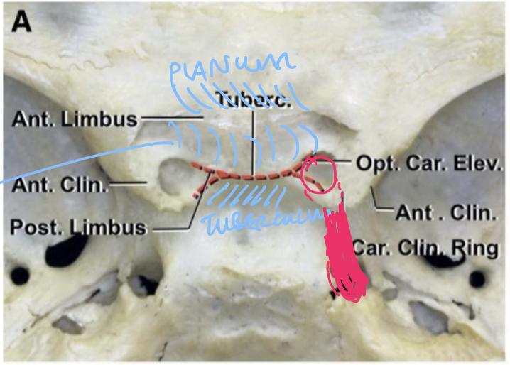 Tuberc. Ant. imbus op ,aear. Elev. Ant. Clin. Ant . Clin. Post. bus ar. CVing 