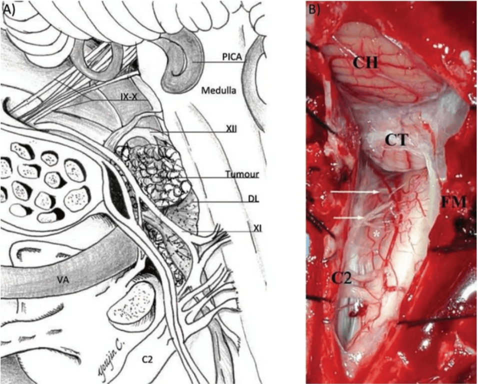 A diagram of the body AI-generated content may be incorrect.