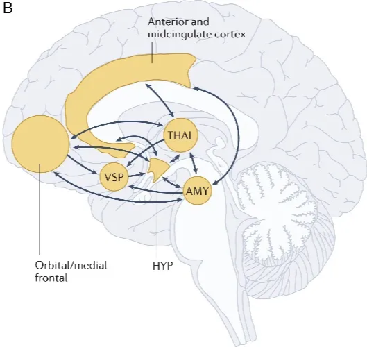 Structures in the brain involved the neurocognitive consequences seen in patients with hypothalamic damage. The hypothalamus is an integral part of two different networks of the limbic system: a hippocampus (HC)-centered network essential for episodic memory (A) and an amygdala (AMY)-centered network relevant for social–emotional functioning (B). Damage to brain regions within these networks or to their connecting fibers contributes to the neurobehavioral and psychiatric abnormalities in HS. Episodic memory deficits in HS usually result from lesions to the mammillary bodies (MB) in the posterior part of the hypothalamus or their connecting fibers: fornical fibers projecting from the hippocampus to the MB, or fibers of the mammillothalamic tract projecting from the MB to the anterior thalamic nucleus (A). Deficits in social–emotional functioning in HS may result from lesions to hypothalamic nuclei anterior to the MB and, for example, from tumor-related or treatment-related damage to other regions of the AMY-centered network (B). RSC, retrosplenial cortex; THAL, thalamus; VSP, ventral striatopallidum.2