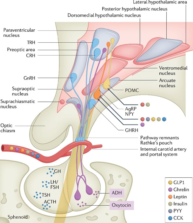 Schematic overview of the nuclei in the human hypothalamus. The hypothalamus consists of many hypothalamic nuclei, which are all highly connected through neural pathways. The connection between the AN and paraventricular nucleus is emphasized. Afferent and efferent blood vessels provide a pipeline for pituitary hormones, as well as hunger and satiety hormones that stimulate hypothalamic neuron orexigenic and anorexigenic responses, respectively. AN, arcuate nucleus; CRH, corticotropin-releasing hormone; DM, dorsomedial hypothalamic nucleus; OC, optic chiasm; PA, preoptic area; PH, posterior hypothalamic nucleus; SCN, suprachiasmatic nucleus; SO, supraoptic nucleus; VMN, ventromedial hypothalamus. Source: © 2019 Illustration Presentation ENDOCRINE SOCIETY.12