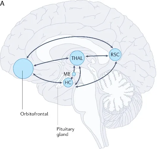 Structures in the brain involved the neurocognitive consequences seen in patients with hypothalamic damage. The hypothalamus is an integral part of two different networks of the limbic system: a hippocampus (HC)-centered network essential for episodic memory (A) and an amygdala (AMY)-centered network relevant for social–emotional functioning (B). Damage to brain regions within these networks or to their connecting fibers contributes to the neurobehavioral and psychiatric abnormalities in HS. Episodic memory deficits in HS usually result from lesions to the mammillary bodies (MB) in the posterior part of the hypothalamus or their connecting fibers: fornical fibers projecting from the hippocampus to the MB, or fibers of the mammillothalamic tract projecting from the MB to the anterior thalamic nucleus (A). Deficits in social–emotional functioning in HS may result from lesions to hypothalamic nuclei anterior to the MB and, for example, from tumor-related or treatment-related damage to other regions of the AMY-centered network (B). RSC, retrosplenial cortex; THAL, thalamus; VSP, ventral striatopallidum.2