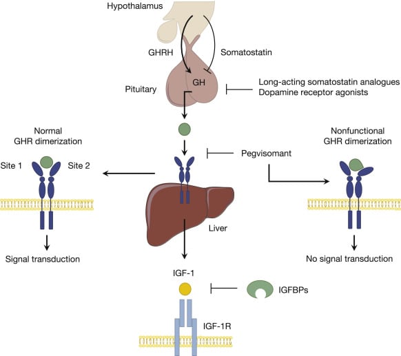 Growth Hormone Derivative - an overview | ScienceDirect Topics