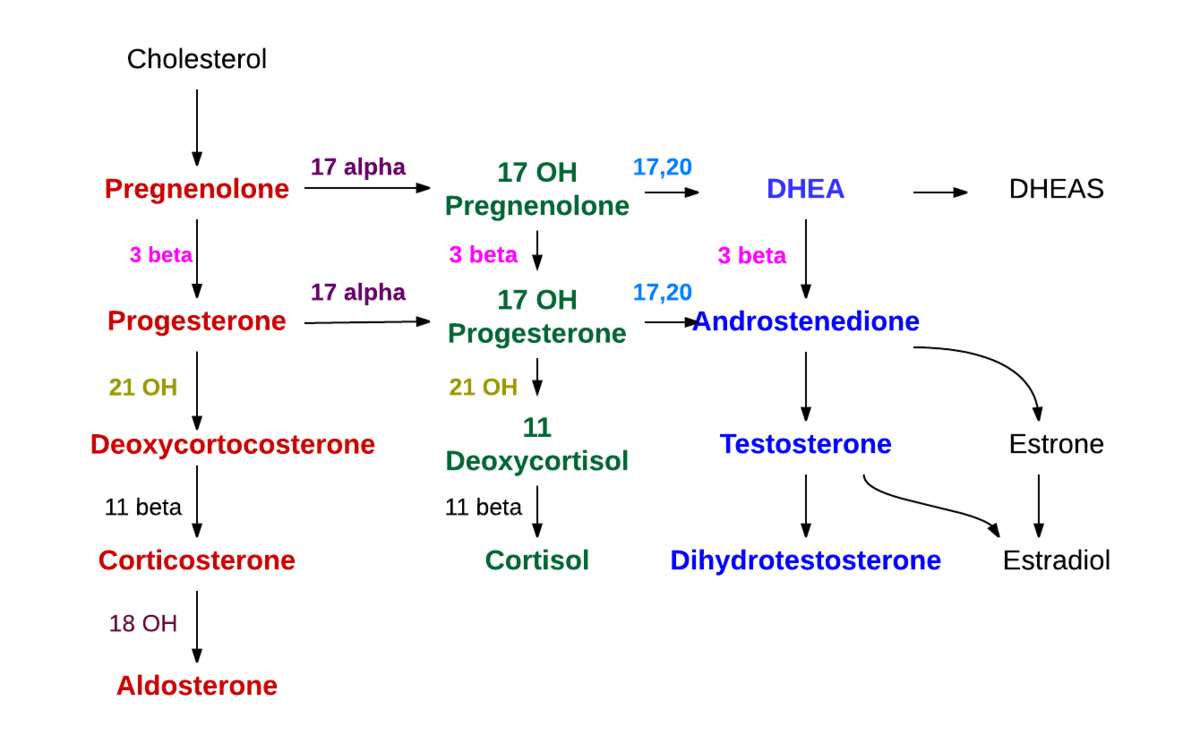 A diagram of a protein AI-generated content may be incorrect.