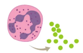 Donor WBC releases preformed cytokines