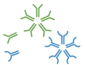 Host anti-A, anti-B IgG, IgM