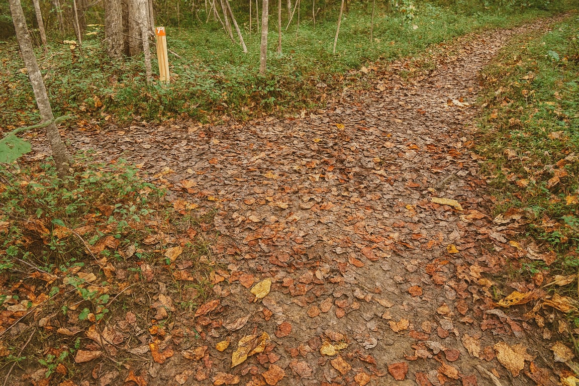 Early autumn layering the trail in shades of brown and gold.