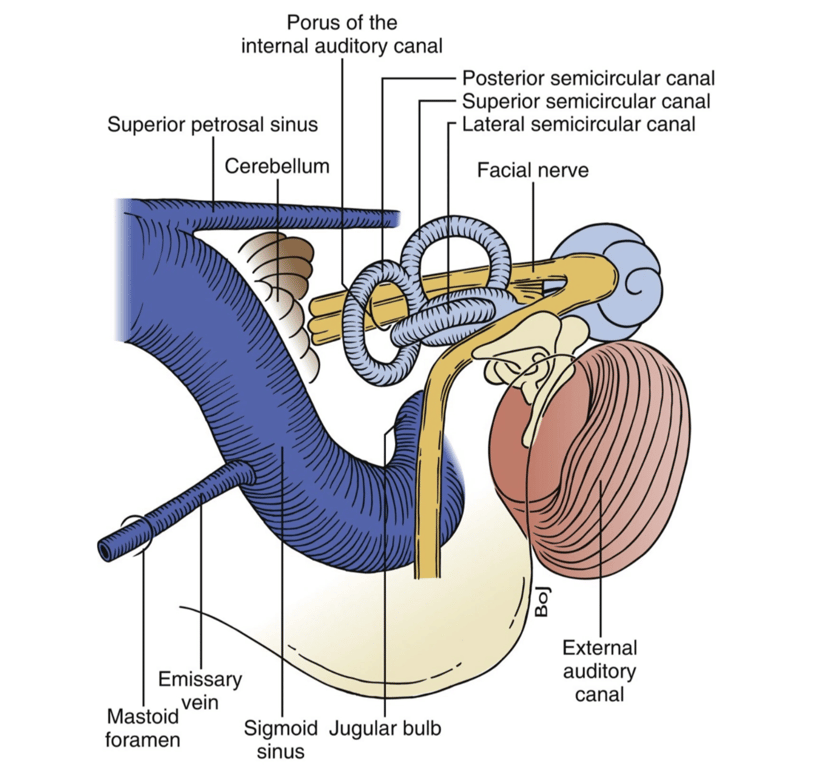 Relationship of the labyrinth, the internal acoustic canal, the facial nerve, and the sigmoid sinus.
