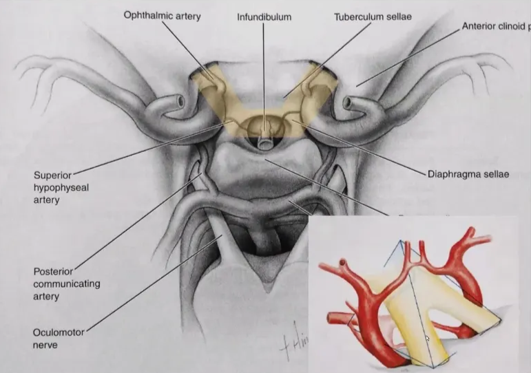 A screenshot of a computer screen showing a diagram of the internal organs AI-generated content may be incorrect.