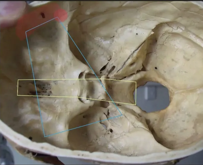 A close-up of a skull AI-generated content may be incorrect.
