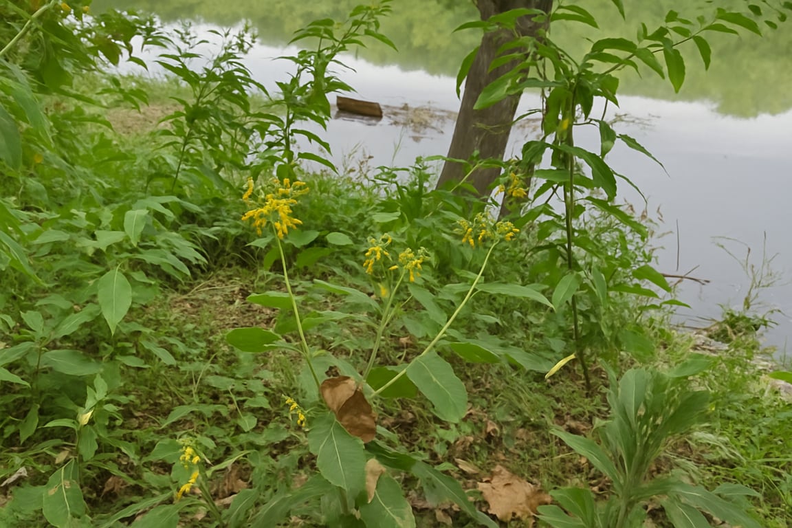 Goldenrod blooming in late September, a final feast for pollinators.
