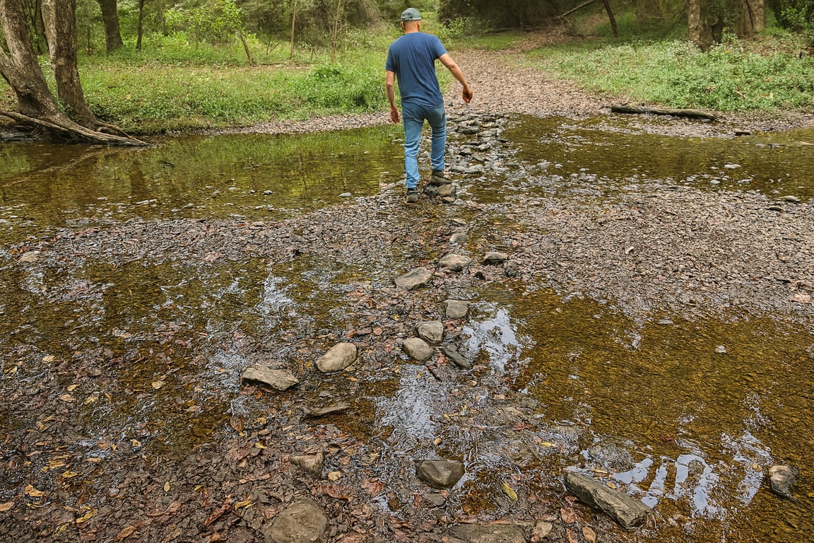 The Creek Was Low, but the Forest Was Full