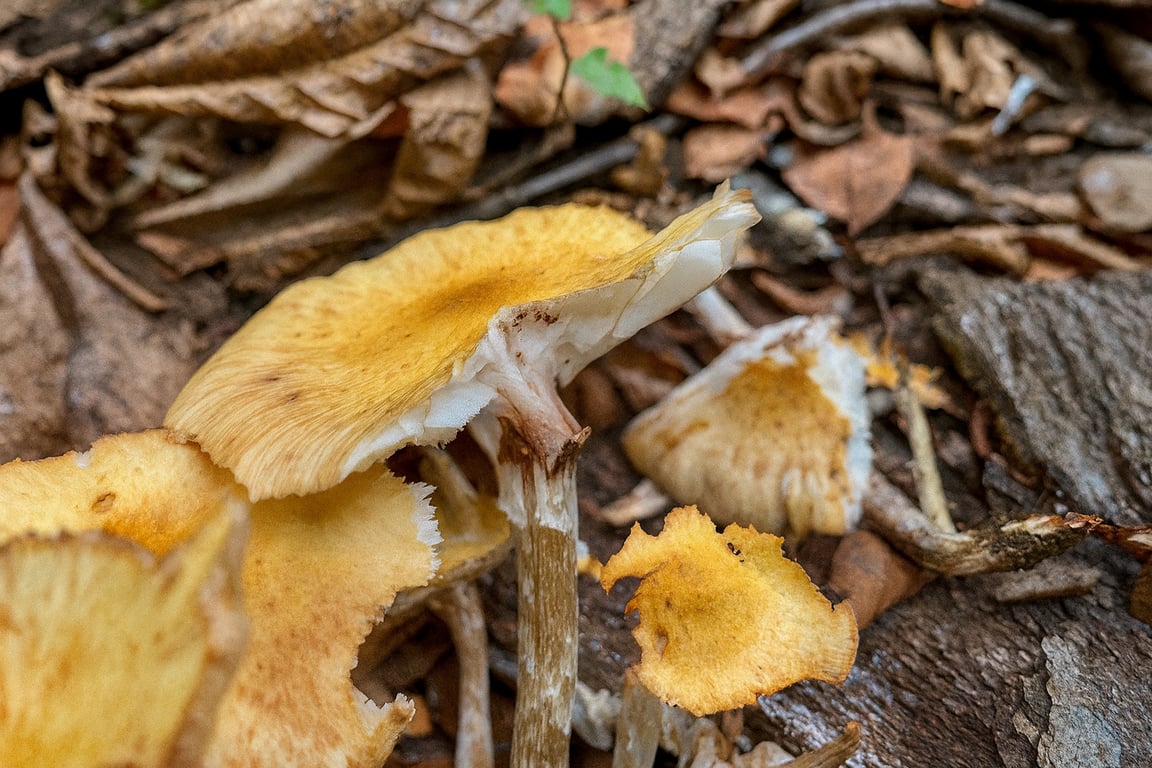 Ants harvesting a honey fungus — proof their foraging never stops.