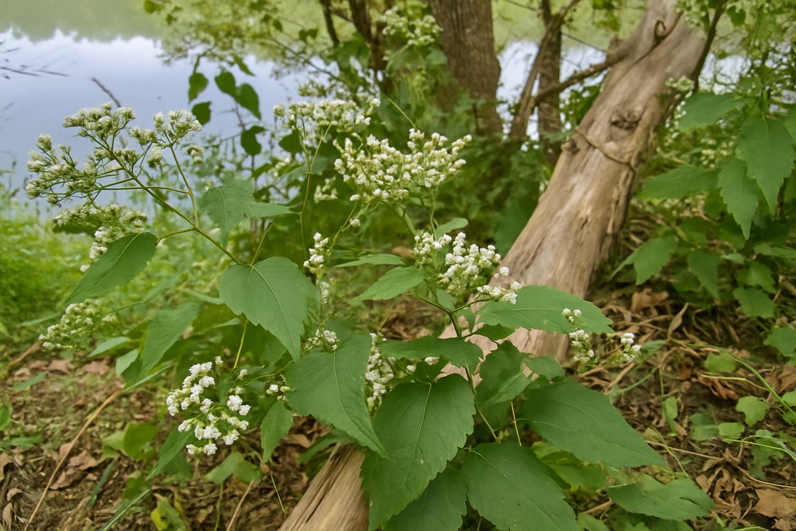 White snakeroot — delicate blooms with a poisonous history.