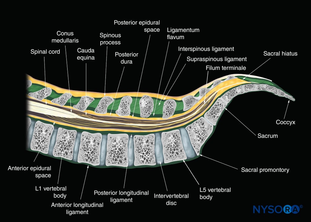 Sagittal anatomy of the lumbosacral spine in the median plane.