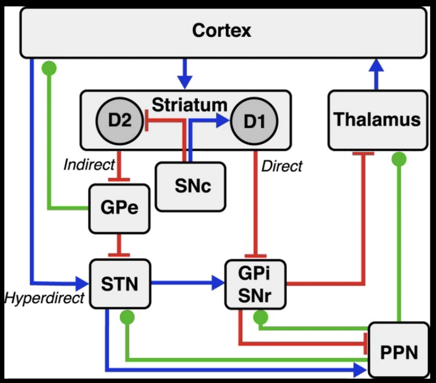 Cortex Striatum DI Thalamus 02 Indirect SNc GPe STN yperdirect Direct GPi SNr PPN 