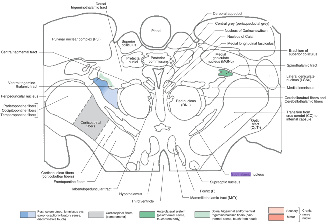 Slightly oblique section through the midbrain-diencephalon junction. The section passes through the posterior commissure, the rostral end of the red nucleus, and ends just dorsal to the mammillary body. At this level, the structure labeled mammillothalamic tract probably also contains some mammillotegmental fibers. Structures at the midbrain-thalamus junction are best seen in an MRI angled to accommodate that specific plane. To make the transition from drawing to stained section to MRI easy, selected structures in the MRI are labeled.