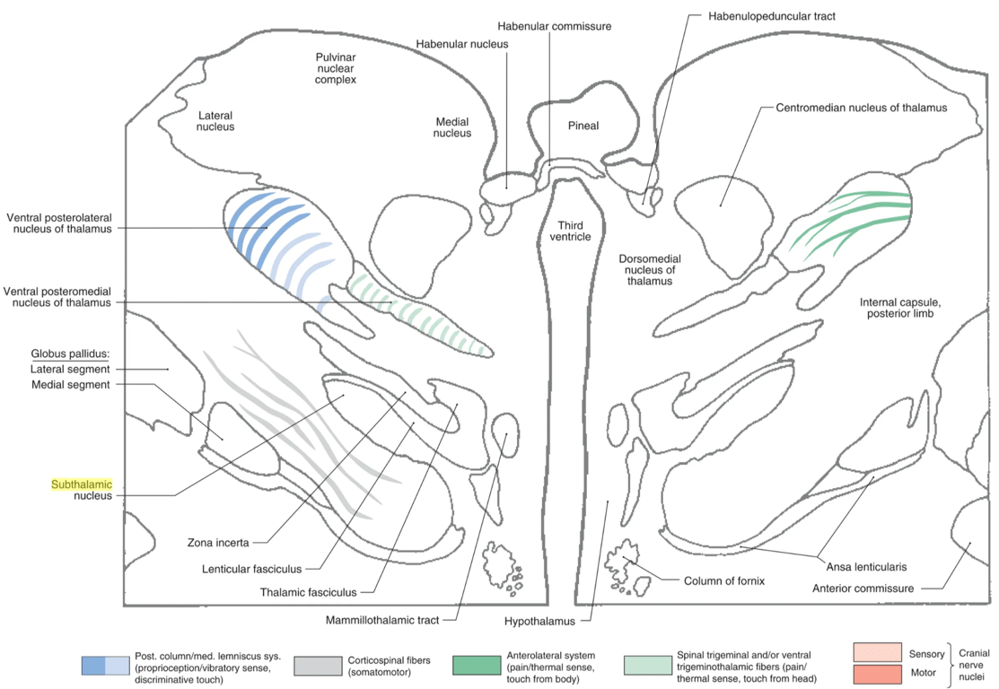 Slightly oblique section of the forebrain through the pulvinar, ventral posteromedial, and ventral posterolateral nuclei. The section extends rostrally through the subthalamic nucleus and ends in the caudal hypothalamus just dorsal to the mammillary bodies as seen by the position of the (postcommissural) fornix.