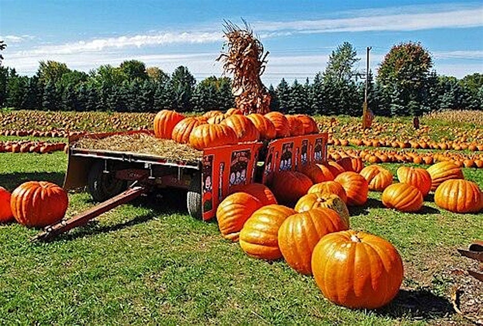 Harvest on the Square: Fall Festival