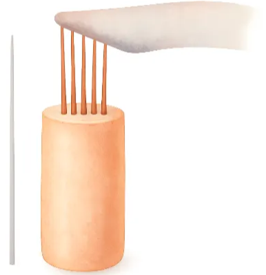 Image of a hair cell and the tectorial membrane 