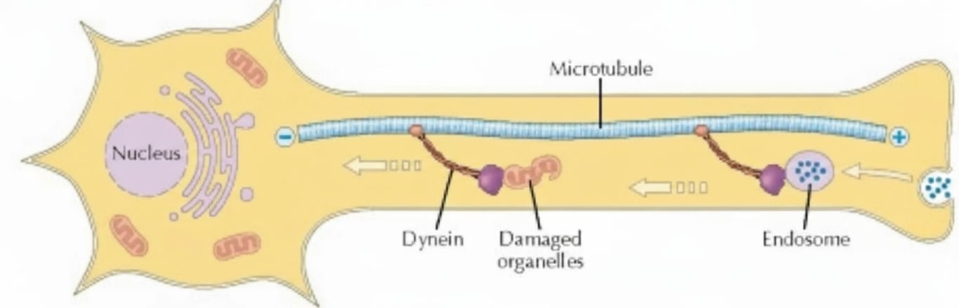 II. Fast Retrograde Axonal Transport