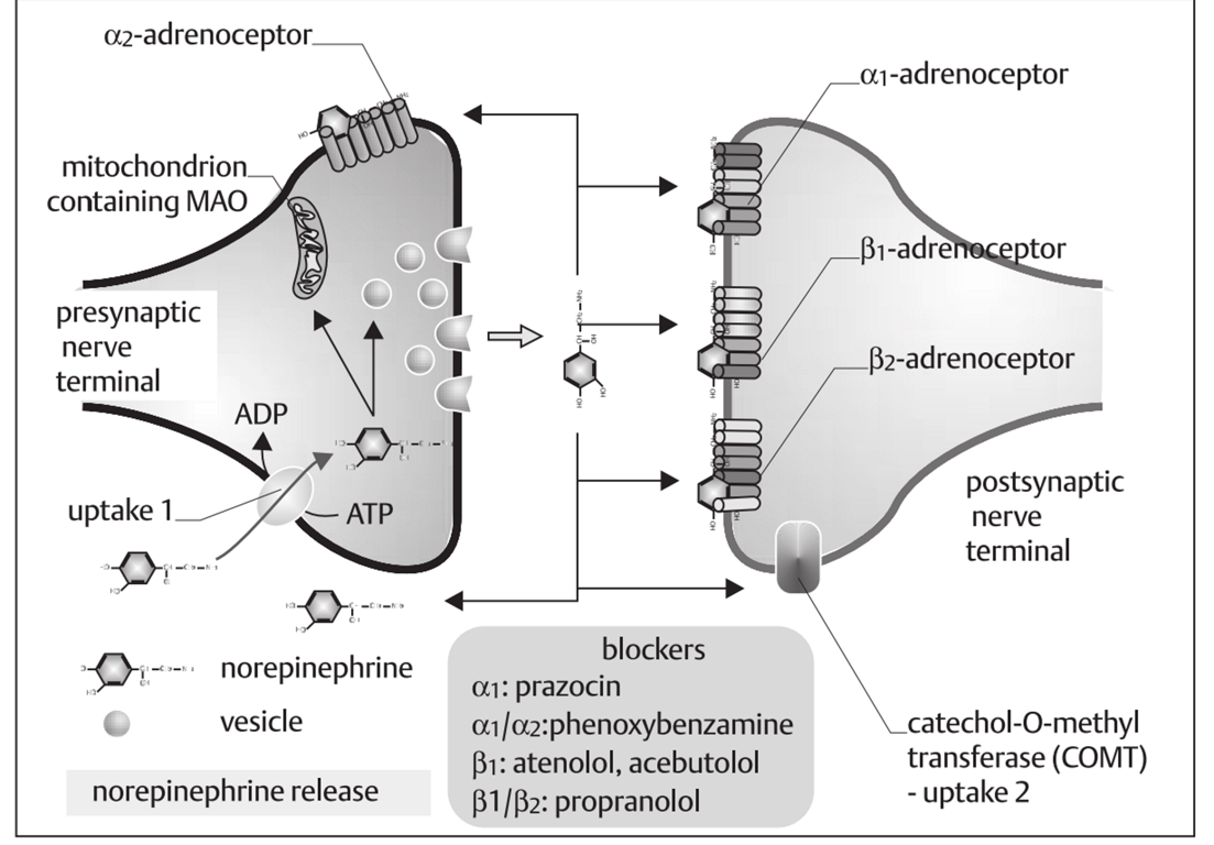 Size of a synaptic cleft: 20-30 nm 