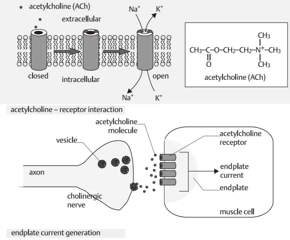 A diagram of a cell membrane AI-generated content may be incorrect.