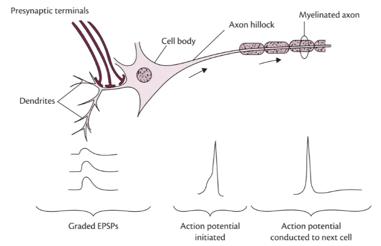 Presynaptic terminals Dendrites Graded EPSPs Myelinated axon Axon hillock Cell body Action potential initiated Action potential conducted to next cell Fig. 71.1 Neuronal electrical activity from its initiation by excitatory postsynaptic potentials (EPSPs) to its transmission as an action potential to another area. Reproduced with permission from Devon, Rubin & Daube. Clinical Neurophysiology, 4E, Oxford University Press, Oxford. UK, Copyright 0 2016. By permission of Oxford University Press. 