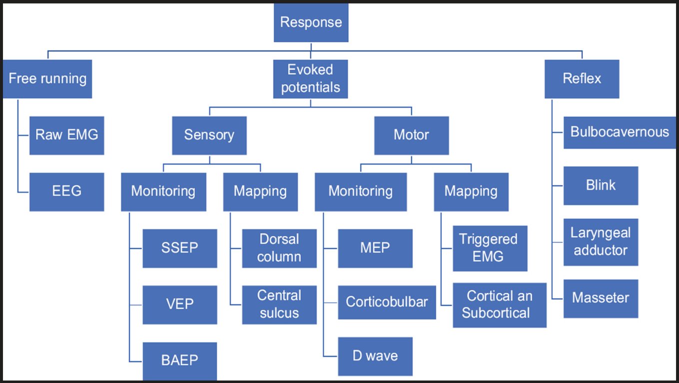 Response Evoked potentials Free running Raw EMG EEG Sensory Monitoring SSEP VEP BAEP Mapping Dorsal column Central sulcus Monitoring MEP Motor Mapping Triggered EMG Cortical an Reflex Bulbocavernous Blink Laryngeal adductor Masseter Corticobulbar Subcortical D wave 