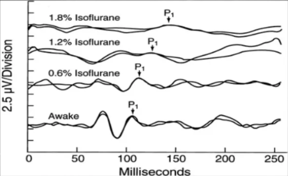 1.8% Isonurane 12% isonurane 0.6% Awake 150 200 100 Millisecond Effect of isoflurane on VEP 