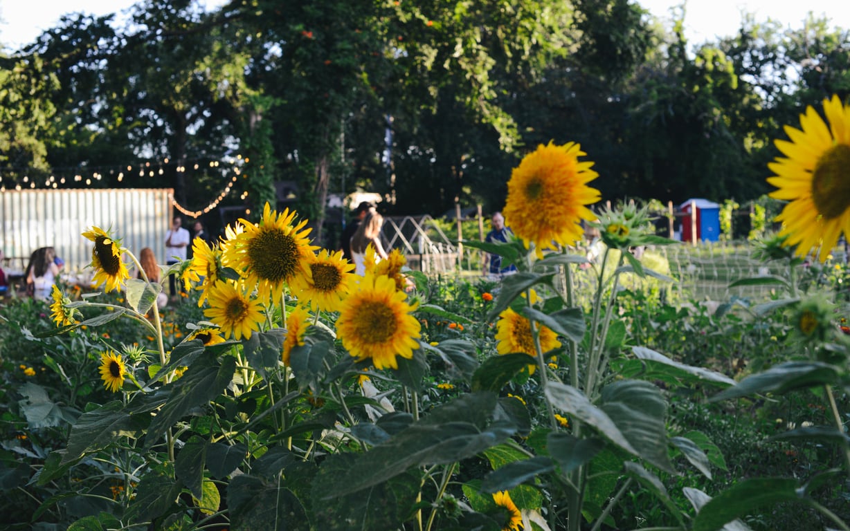 A Garden Party at Oasis