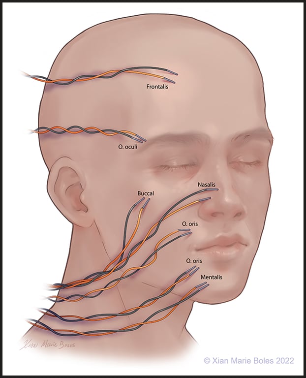 A diagram of a person's head AI-generated content may be incorrect.