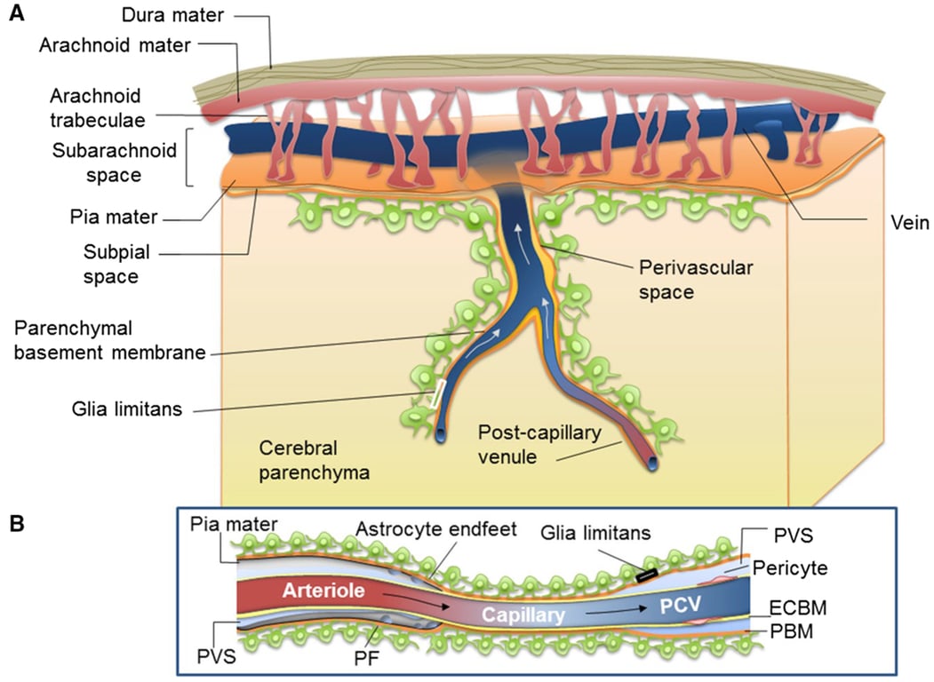 A, The subarachnoid space is delimited by the arachnoid mater and the pia mater. The pia mater is composed of a single layer of fibroblasts supported by a thin fibrous tissue matrix and underlain by the subpial space. This space is separated from the cerebral parenchyma by the glia limitans. 
B, Arteries passing from the subarachnoid space into the cerebral cortex are surrounded by a perivascular sheath composed of the pial membrane, which is adherent to the glia limitans and forms the inner lining of the PVS. This pial lining becomes incomplete and then disappears at the level of capillaries. Capillaries have no PVS, because their ECBM is fused with the glia limitans (itself formed by astrocyte foot processes embedded in the parenchymal basal lamina). Postcapillary venules (PCVs) are surrounded by a PVS that is delimited by ECBM and the glia limitans; there is no intact pial membrane, but small clusters of pial cells adherent to the vessels are present. The PVS is in continuity with the subpial space (A). 
ECBM indicates endothelial basement membrane; PBM, parenchymal basement membrane; PF, pial fenestration; and PVS, perivascular space.