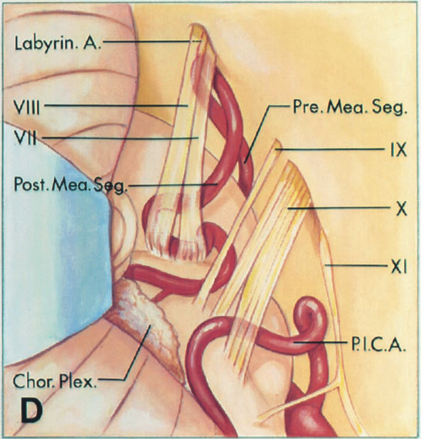 Labyrin. A. VIII Post. Mea. Chor. Pre. Mea. Seg. x XI PI.C.A. 