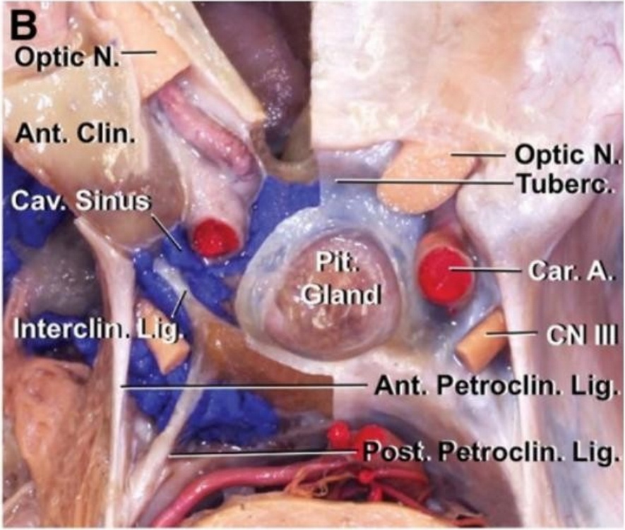 A diagram of the internal organs AI-generated content may be incorrect.