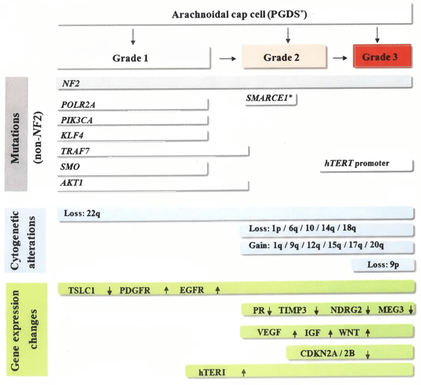 Meningioma. Schematic showing the distribution and evolution of genomic and expression characteristics in meningioma grades. Mutations are listed in the grey bars, with light grey indicating mutations occurring in meningiomas without NF2 alterations. Cytogenetic alterations are listed in the blue bars, and gene expression changes in green. Bar length indicates the relative frequency of an alteration within the given tumour grade. *SMARCE1 mutations have been found nearly exclusively in clear cell meningiomas. PGDS: prostaglandin D2 synthase–positive precursor cells in murine meningioma models.